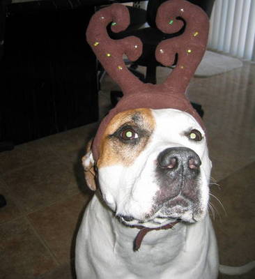 dog - doggy says,i've got horns but im not a devil :)