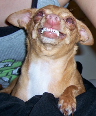 vampire dog - a dog showing its fangs,vampire dog??