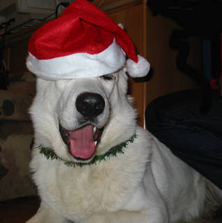 dog wearing hat - doggy wearing santa's hat,santa dog???