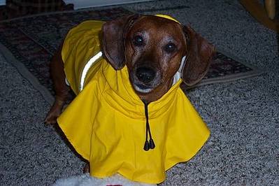 yellow dog - dog wearing a yellow dress...