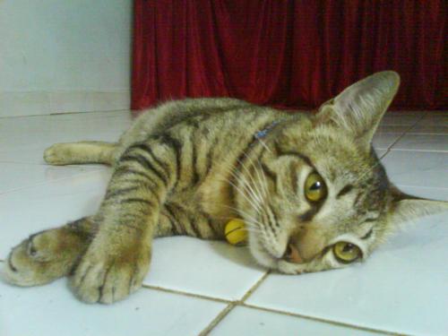 Bubu - this is my cat, the name is bubu