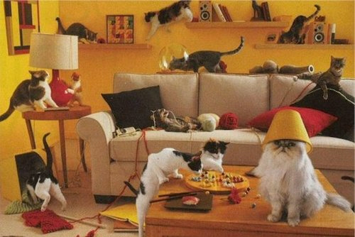 Kittens! - It looks like it's a kitty party! Seems everyone in the neighborhoods kitty is over at this kittys house! I love how all of them are going in all different directions & getting in to mischief! Seems like they all have a plan on what type of mischief they want to get themselves in to on this specific day! The kitty with the lamp shade on top of her head looks like the one who had started the party.. But is going 'Oh goodness what did I do? I think this was a mistake..' haha. How cute are each & everyone of them! . .