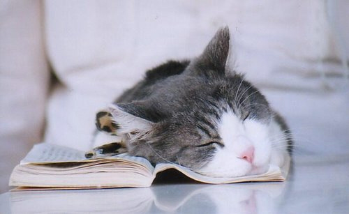 Kittens! - Seems this kitty was so interested in reading this book. That she forgot to get some sleep so ended up falling asleep in the book she was reading or writing in even. Seems this cute kitty is a book worm who needs to catch up on some well needed rest soon! Can't get anymore adorable than this kitty! . .
