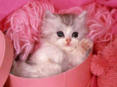 Kittens! - What an adorable kitty looking like she is sitting in an empty candy or chocolate box! I love how there is yarn in the background as well. She must have been having so much fun playing with the yarn.. But now is having more fun because she's stuck in this chocolate/candy box & can't get out. What an adorable little rascal! . .