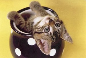 Kittens! - 'Wow this is fun.. I thought there was supposed to be cookies in here? Nah I think I'll just plant myself in this cookie jar instead.. The only thing I'm concerned about is getting myself out of here.. Must look up to come up with a solution on how to get myself out of this sticky situation..' An adorable kitty who seems to have gotten herself stuck in a cookie jar. Must be a rather curious kitty indeed! . .