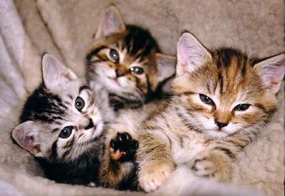 Kittens! - Three adorable kitty's all snuggled up in a soft blanket just taking an afternoon nap! I love how one of them has there eyes almost closed.. I think this little cute kitty is slowly drifting off! It seems the only one who is awake is one of them.. Must be trying to get comfortable first before trying to have a nap with her other kitty friends! . .