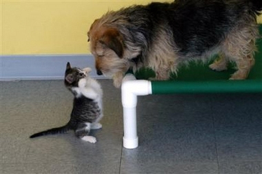 Kittens! - 'How many paws am I holding up my friend?' This kitty seems to be trying to amuse her doggy friend who has come to visit her for a while! I think it's adorable how she is standing up on her back feet with her paws up in the air. These two friends must be wanting to amuse each other just to kill time! Can't get any cuter than these two friends hanging out together! And what an adorable kitty indeed, along with her doggy friend! . .