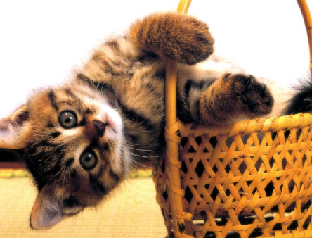 Kittens! - Kitty in a basket all hanging out to the side! I love how this cute kitty has twisted her body around & turned herself to the side. Can't get any cuter than this cute kitty who has decided to position herself in a cute, yet strange way. Who could resist that face anyways even if this kitty is being rather silly! . .