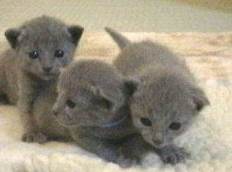 Kittens! - Three adorable grey kittens! Seems they are just still adjusting to there environment & what it is that is around them. I love how cute all three of them all standing/sitting close by each other! Who could resist those adorable kitty cat faces?! There to adorable in my eyes! . .