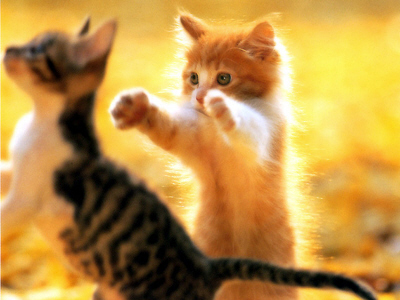 Kittens! - 'So just because you guys can do fancy little tricks to get a treat.. Doesn't mean I can't either.. Look what I can do with my paws..' An adorable kitten all wanting to show off in front of the other kittys to get a treat in return for doing her fancy little trick. Seems it's become a compeition between all of these kitty friends! How adorable indeed this kitty looks begging for a treat! . .