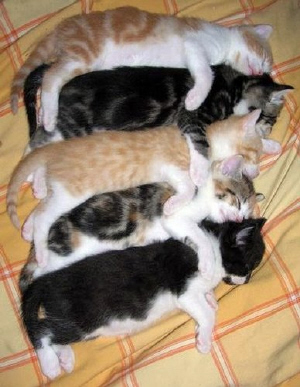 Kittens! - A bunch of kitty friends all taking a little nap together! All seem rather exhausted & have decided to take it upon themselves to cuddle all together. I love how all of them look so adorable in a row all cuddlying together! What a bunch of sweethearts just looking more than adorable by laying there cuddlying side by side! They don't need to do much to be cute at all if you ask me! . .