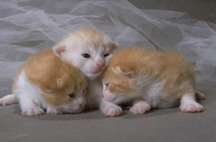 Kittens! - Three adorable kittens all sitting all close by each other. Seems they all are wanting to just be close by each other as they are still adjusting to there environment. These three adorable little kittens all look to adorable for words being all close to each other. I love there little cute faces. Who could resist those cute little faces! . .