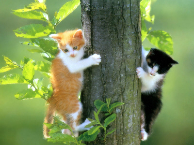 Kittens! - Cute kittens on different sides of a tree that they had decided to attach themselves to. It almost looks like they are clinging on to this tree for dear life.. Maybe there is a doggy below that they are not wanting to bother with.. So they have decided to cling to different sides of the tree for now as they would much rather be up there.. Then down below where the doggy is waiting for them to come down & about.. Adorable these two kittys are indeed! . .