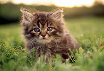 Kittens! - Adorable fluffy kitty all sitting in the grass.. I love how long the whiskers are on this kitty! Her long whiskers make her even more adorable with her just sitting there, minding her own business. I love how fluffy this kitty is as well.. As I'd love to cuddle up with this cute kitty cat! . .