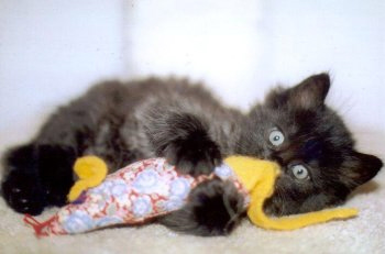 Kittens! - Kitty who is laying on her side playing with a toy that is full of catnip! I just love how her eyes are so wide like she has gotten so excited & interested in playing with this toy in front of her! What an adorable little kitty who seems to be in a rather playful mood. I don't think I'd want to go play with her as she seems like she is in one of those mischevious moods as of right now! What a cutie! . .