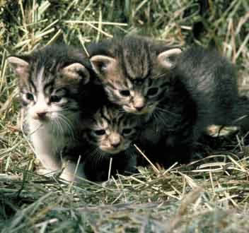 Kittens! - Kittens all sitting outside on a farm in a bunch of hay. They don't look all to impressed & kind of look rather sad if you ask me. I think someone should let them go in the house as they seem to not feel all to comfortable being outside surrounded by a bunch of hay. I'd take them in any day & I am sure they would be treated so well that those sad faces.. Would eventually be washed away rather fast. What adorable kittys if you ask me even if they look rather sad! . .