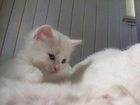 Kittens! - Adorable white kitten all ready for a nap. Looks like she may be in for a rather comfy nap if you ask me. Looks like she is going to be cuddlying in her mommy's fur when she goes for this little nap to catch up on her rest. What an adorable kitten just wanting to get in a comfortable position or place before laying down to take a nap! How cute is this white kitty?! . .