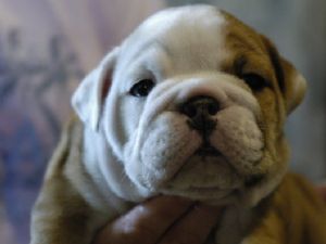 english bulldog puppie - it is so sweet