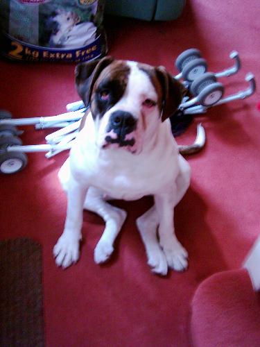 Our Missy - She is so big but really loving. Our missy is a 4 year old American bulldog