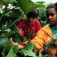 children - children are taking care of a garden. children - children are taking care of a garden.