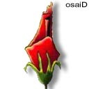 flower - palestine flower