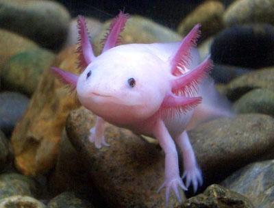 a fish with four hands - a fish with four hands found at somewhere in Mexico city