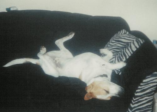 silly dog - our crazy part pitbull part unknown dog susie 2