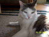 Cats - Picture of Finnegan