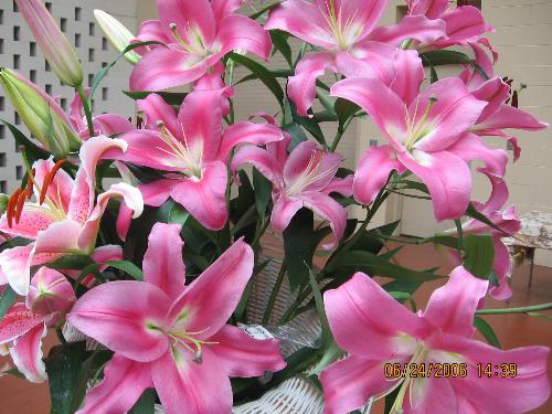 flowers - do u like it?
