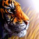 tiger  - Image of endangered tiger