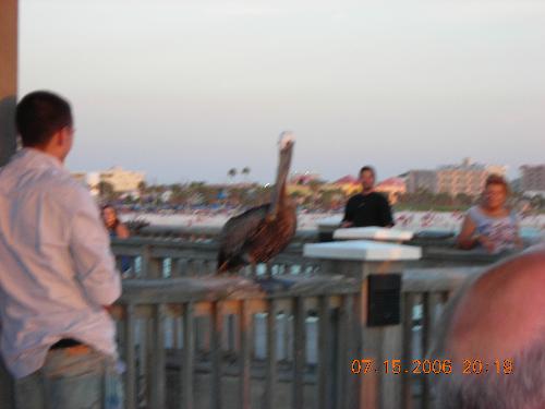 Pelican - Pelican in Clearwater Beach, Florida.