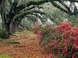 Spring flowers on a path - Spring flowers blooming along a path with huge oak trees.