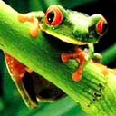 frog - image of crazy frog