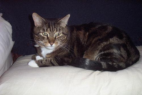 Moomin the magnificat - Moomin relaxing on the sofa