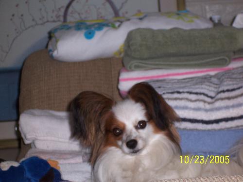 Petie - Petie, my papillion