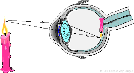 the way we perceive objects - The way the eye works