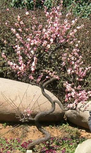 blum blossom - The photo is offered by a good friend. This is blum blossom in wuxi,china.