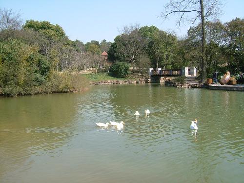The lake of park - The lake of park, in wuxi, china.