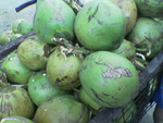 young coconut fruit - This is really cool and refreshing!(',)