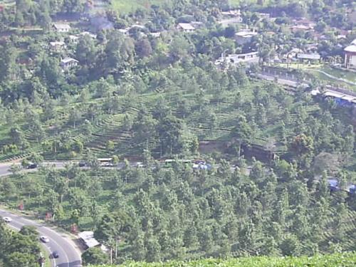 touring to cianjur - tea garden on mas mountain