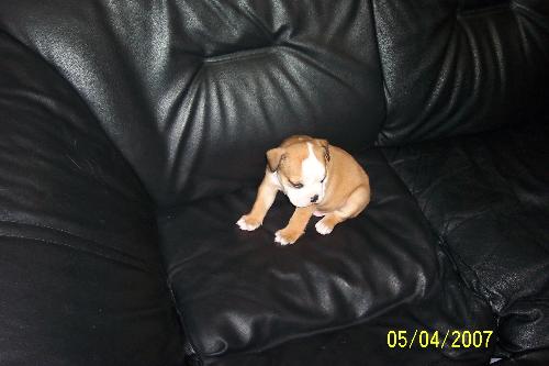 this is my puppy - english bulldog puppy