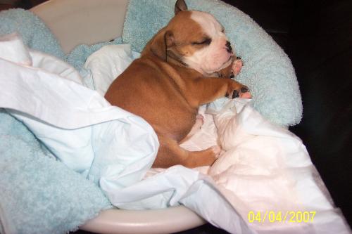 my english bulldog puppy - english bulldog puppy