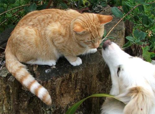 Cat and Dog both are very loving animal. - I love both cat and dog and feel like keeping both of them at my place.