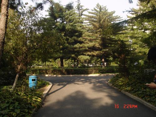 The woods of our school - This is the woods of my college,is it beautiful?