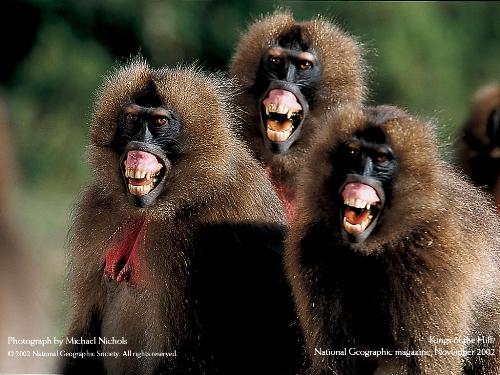 Happy Friends - three united monkeys