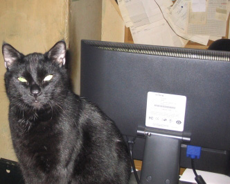 blackie kitty - monitor checking..