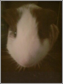 guinea pig - our guinea pig coffee&cream r.i.p c.c