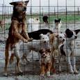 stray dogs - Dogs