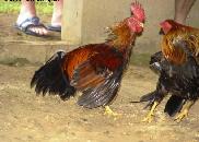 Hen's fighting. - It's old ritual from village that hen of the person who wins is very lucky.