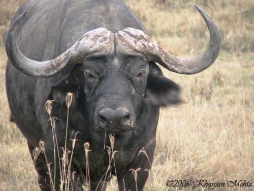 Buffalo - Water Buffalo seen mostly south asian countries